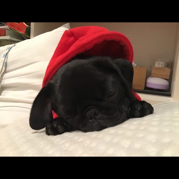 Meet your Posher, Lily - Picture 1 of 1